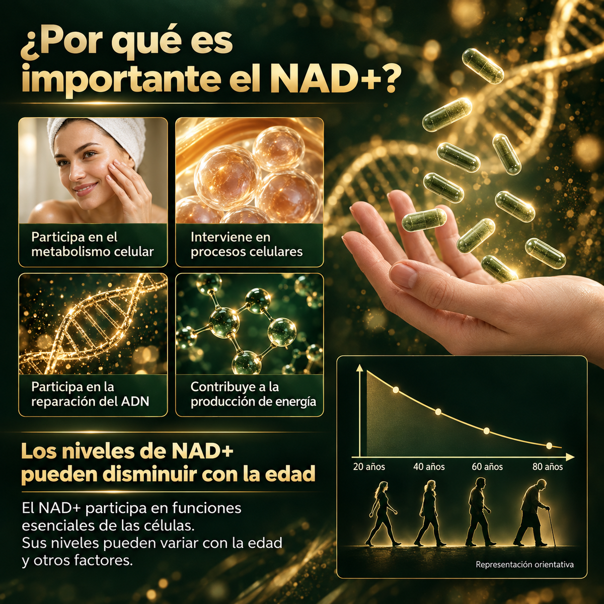 NAD+Resveratrol